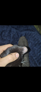 Кароста на кончике ушка у котёнка