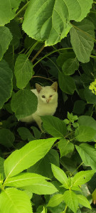 Котенок не спит и не ест