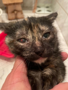 Глазная инфекция