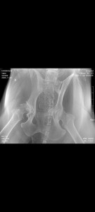 Проблема с лапой