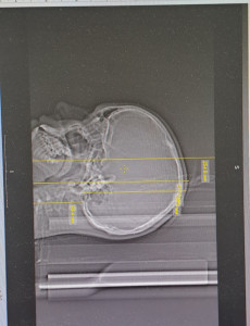 Кт головы с захватом шеи ребенку