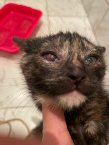 Глазная инфекция