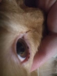 Очень часто гноится и слезится глаз у кота