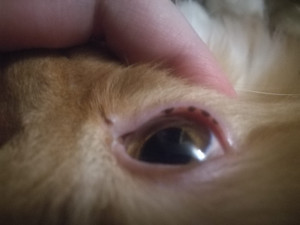 Очень часто гноится и слезится глаз у кота