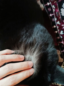 Образование на коже у кота