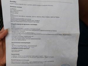 Смерть котёнка по вине ветеринара