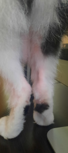 Кошка лысеет