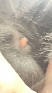 Сосок разбух 1