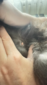 Сосок разбух 1