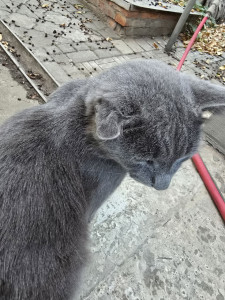 У уличного кота, твердое завернутое ухо