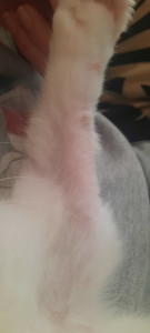 Кошка лысеет