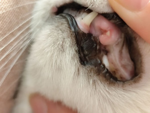 У кошки после удаления клыка не проходит воспаление и виднеется что-то белое