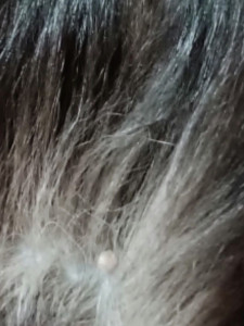 Образование на коже у кота