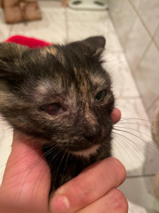 Глазная инфекция