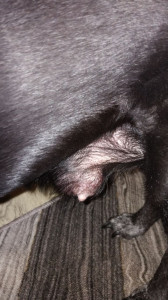 Шишка на молочной железе