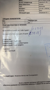 Рвота. У кота диагноз лямблиоз,кампилобактериоз и клостридоз. Лечимся 4 дня. Сегодня опять рвота