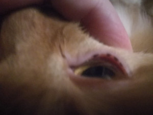 Очень часто гноится и слезится глаз у кота