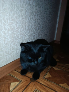 У кота слезится и не открывается глаз