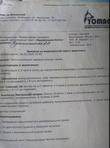 Диафрагмальная грыжа у кошки