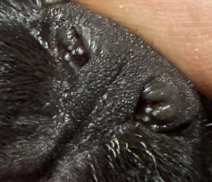 Маленькие белые прыщики в ноздрях у кота