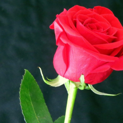 Фото Роза Розовая