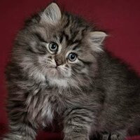 Фото Екатерина 1