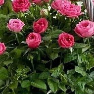 Фото Наталия Жесткова