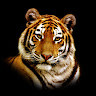 Фото Dmitry Timmermann
