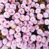 Фото Нина Белоглазова