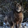 Фото Андский Волк