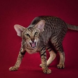 Фото Дивный Орик